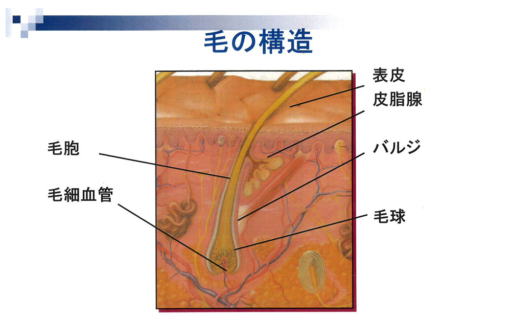 池袋セントラルクリニック｜医療レーザー脱毛・完全マニュアル　毛の構造