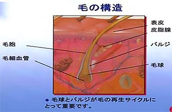 池袋セントラルクリニック|医療レーザー脱毛・完全マニュアル